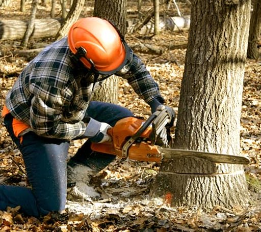 Tree Removal in Henriette, MN